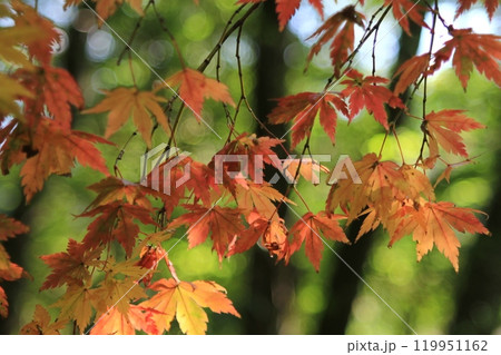 紅葉したもみじ 紅葉したもみじ 119951162
