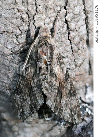 朽木の幹と灰色同色擬態するエビガラスズメ蛾成虫全身像(自然光マクロ接写) 朽木の幹と灰色同色擬態するエビガラスズメ蛾成虫全身像(自然光マクロ接写) 119951176