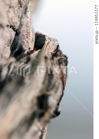 黒目が凜々しく頭部形状がかっこうよいエビガラスズメ蛾成虫のバックシャンイメージ(自然光マクロ接写) 黒目が凜々しく頭部形状がかっこうよいエビガラスズメ蛾成虫のバックシャンイメージ(自然光マクロ接写) 119951177