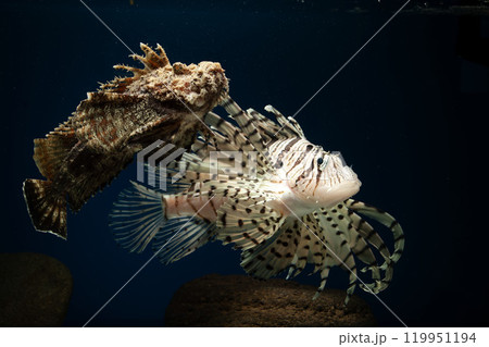 ミノカサゴ　オニオコゼ　カサゴ　Lionfish　泳ぐオコゼ　毒魚　虎魚　鬼虎魚　遊離軟条 119951194