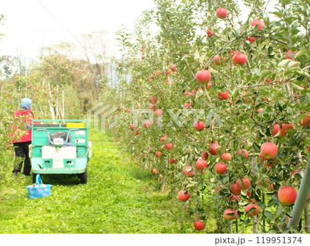 たわわに実った高密植栽培のふじリンゴ、宮美ふじを運搬車で収穫する農家の作業風景2 たわわに実った高密植栽培のふじリンゴ、宮美ふじを運搬車で収穫する農家の作業風景2 119951374