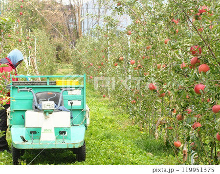 たわわに実った高密植栽培のふじリンゴ、宮美ふじを運搬車で収穫する農家の作業風景 たわわに実った高密植栽培のふじリンゴ、宮美ふじを運搬車で収穫する農家の作業風景 119951375