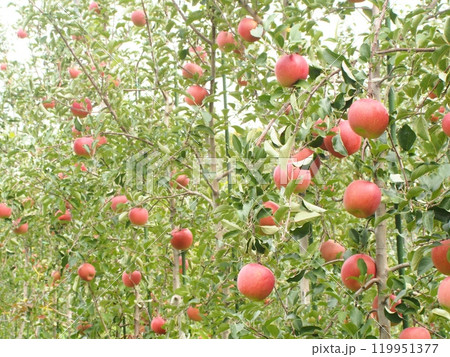 たわわに実った高密植栽培のふじリンゴ、宮美ふじ たわわに実った高密植栽培のふじリンゴ、宮美ふじ 119951377