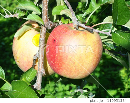 炭素病初期病斑のあるふじリンゴ、宮美ふじ 炭素病初期病斑のあるふじリンゴ、宮美ふじ 119951384