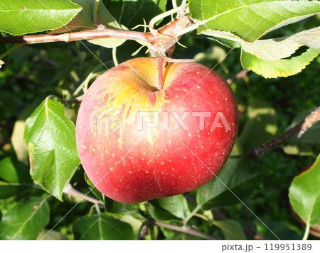 サビがある高密植栽培のふじりんご、宮美ふじ サビがある高密植栽培のふじりんご、宮美ふじ 119951389