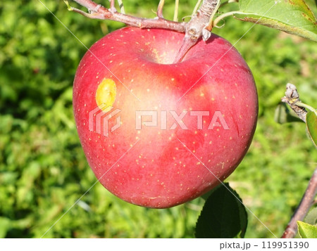サビがある高密植栽培のふじりんご、宮美ふじ2 119951390
