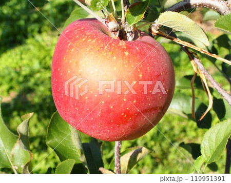 日焼けがある高密植栽培のふじりんご、宮美ふじ 日焼けがある高密植栽培のふじりんご、宮美ふじ 119951391