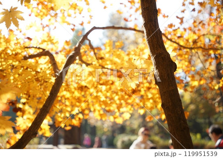 Maple tree of Nami Island, Chuncheon, Gangwon-do, Korea Maple tree of Nami Island, Chuncheon, Gangwon-do, Korea 119951539