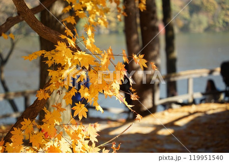 Maple tree of Nami Island, Chuncheon, Gangwon-do, Korea Maple tree of Nami Island, Chuncheon, Gangwon-do, Korea 119951540