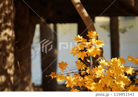 Maple tree of Nami Island, Chuncheon, Gangwon-do, Korea 119951541