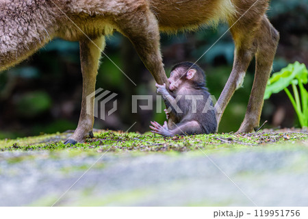 ヤクザルの子ども　ヤクシカの足をかむ　世界自然遺産屋久島(春 119951756
