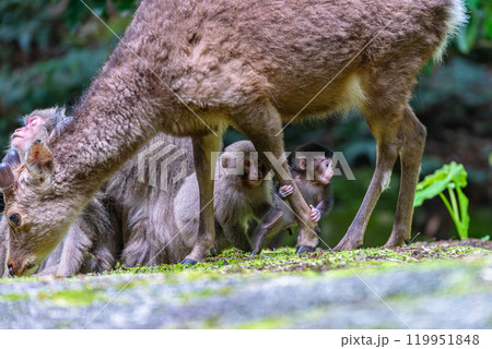 ヤクザルの子ども ヤクシカの足をつかむ 世界自然遺産屋久島(春 ヤクザルの子ども ヤクシカの足をつかむ 世界自然遺産屋久島(春 119951848