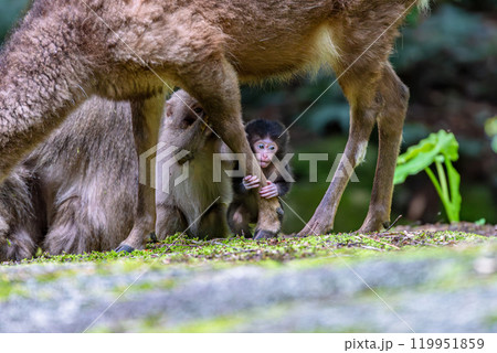 ヤクザルの子ども　ヤクシカの足をつかむ　世界自然遺産屋久島(春 119951859