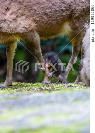 ヤクザルの子ども　ヤクシカの足をつかむ　世界自然遺産屋久島(春 119951869