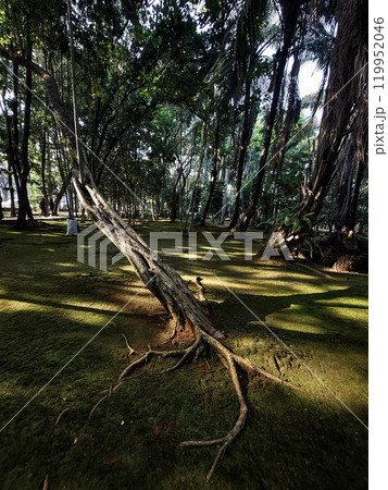 A photorealistic image of a strange, gnarled tree growing sideways in a bustling city park A photorealistic image of a strange, gnarled tree growing sideways in a bustling city park 119952046