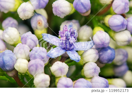 Hydrangea Flower Buds 119952173