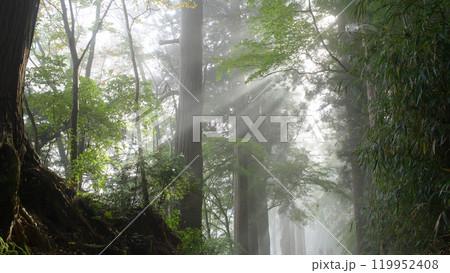 世界遺産中尊寺　月見坂　霧に包まれる静かな秋の朝　岩手県 119952408