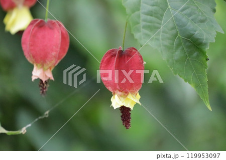 アプチロン アプチロン 119953097