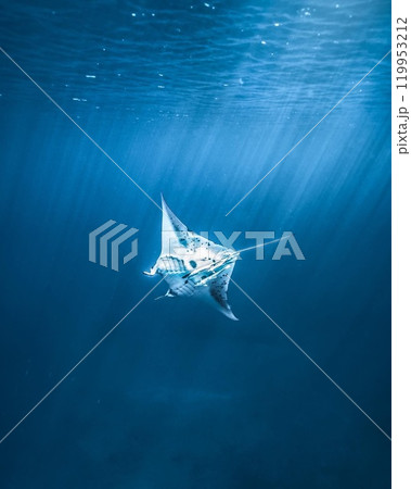 海で生きる 119953212