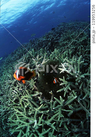 サンゴ礁のハマクマノミ サンゴ礁のハマクマノミ 119953256