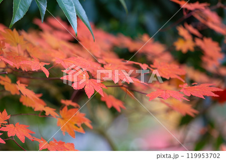 紅葉 119953702