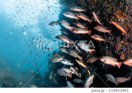 Group of Barramundi fish staring at a school of small fish at Richelieu Rock, Thailand 119953901