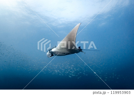 Giant oceanic manta ray chasing small fishes swimming in the blue water of Andaman Sea 119953903