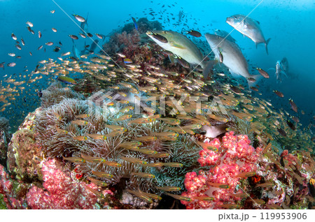 Stunning underwater landscape of Richelieu Rock, Thailand 119953906