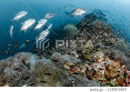 School of Giant trevally fish and glassfish swimming over coral reef at Richelieu Rock School of Giant trevally fish and glassfish swimming over coral reef at Richelieu Rock 119953907