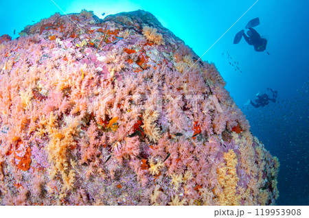 Pink soft coral wall with scuba divers at Bon Island in Andaman sea Pink soft coral wall with scuba divers at Bon Island in Andaman sea 119953908