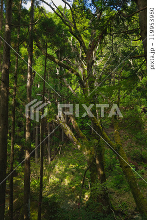 跳ね上がる滝 三室の滝と苔生す樹木 跳ね上がる滝 三室の滝と苔生す樹木 119953980