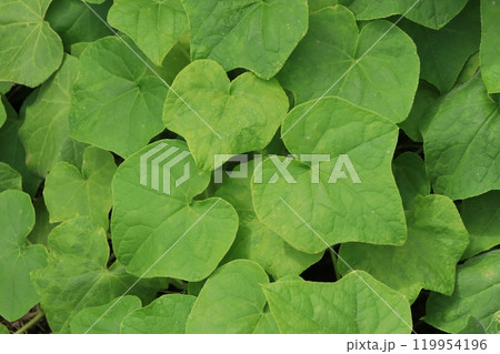アレチウリの葉 119954196
