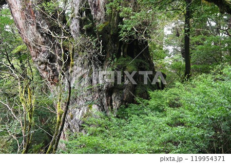 屋久島、屋久杉トレッキング 屋久島、屋久杉トレッキング 119954371