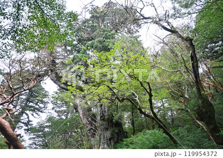 屋久島、屋久杉トレッキング 119954372