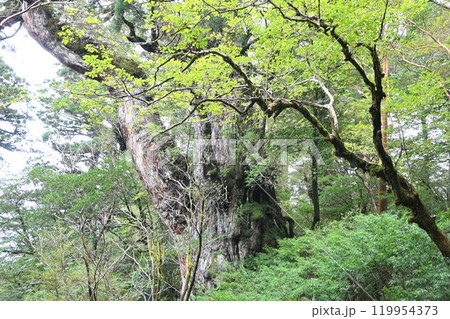 屋久島、屋久杉トレッキング 屋久島、屋久杉トレッキング 119954373