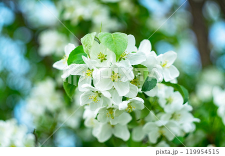 Beautiful white apple tree flowers with green leaves against blue sky. Spring, nature, blossom Beautiful white apple tree flowers with green leaves against blue sky. Spring, nature, blossom 119954515