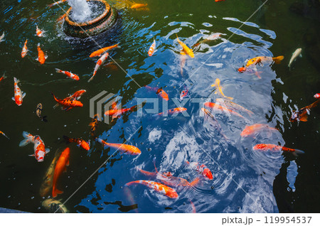 Colorful Japanese carp or Koi fishes swim in pond at a pagoda in Asia Colorful Japanese carp or Koi fishes swim in pond at a pagoda in Asia 119954537