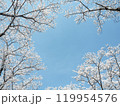 青空に映える満開の桜 119954576