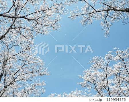 青空に映える満開の桜 青空に映える満開の桜 119954576