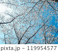 青空に映える満開の桜 119954577