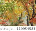 紅葉した木々 119954583