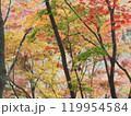 秋の紅葉したもみじ 119954584