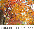 紅葉したもみじ 119954585