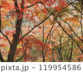 秋の紅葉、真っ赤なもみじの葉 119954586