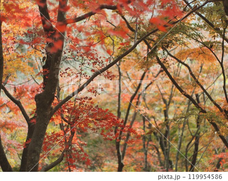 秋の紅葉、真っ赤なもみじの葉 119954586