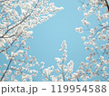青空に映える桜 119954588