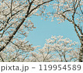 青空に映える満開の桜 119954589