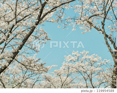 青空に映える満開の桜 119954589