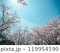 青空に映える満開の桜 119954590