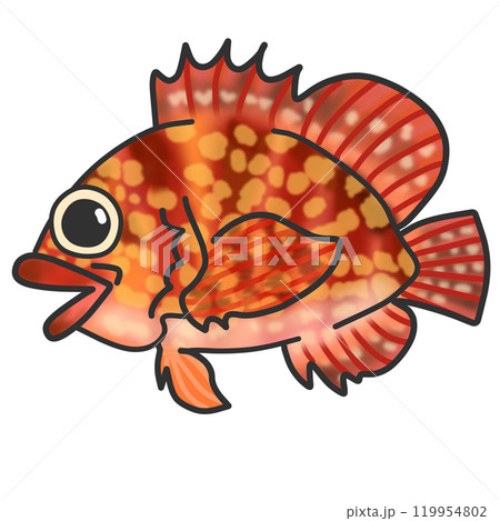 カサゴという赤い海水魚のイラスト カサゴという赤い海水魚のイラスト 119954802
